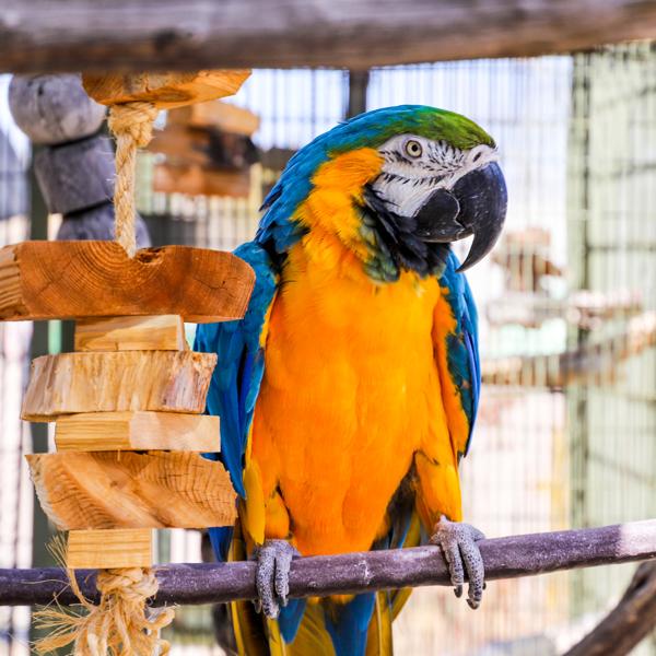 Bodhi, Adoptable, Senior Male Macaw.
