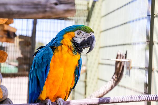 Enlarge Bodhi, a Adoptable Macaw in Elizabeth, CO image 2/4