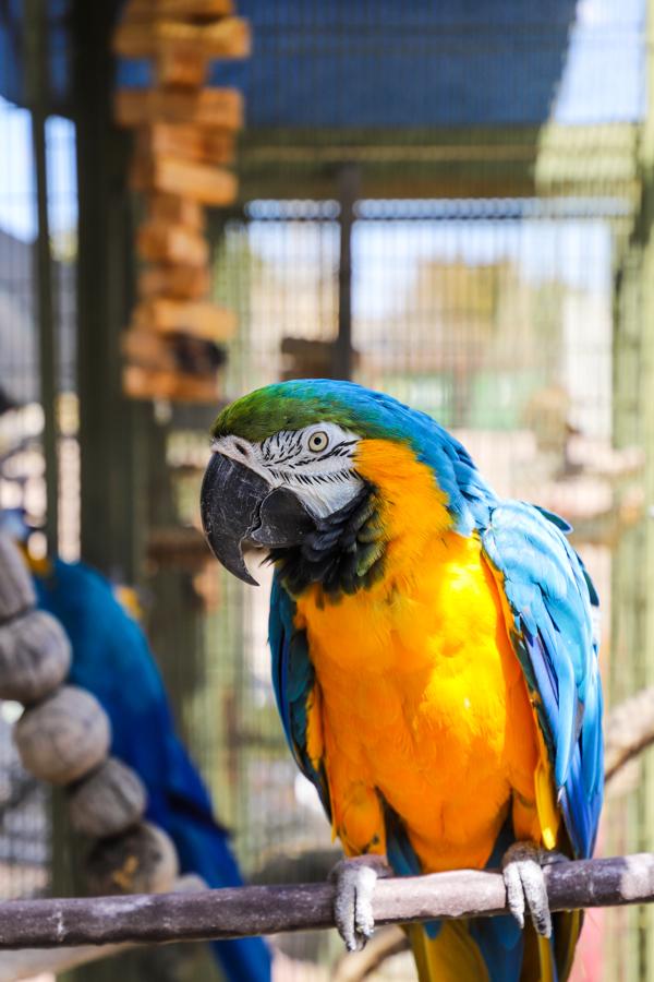 Enlarge Bodhi, a Adoptable Macaw in Elizabeth, CO image 3/4