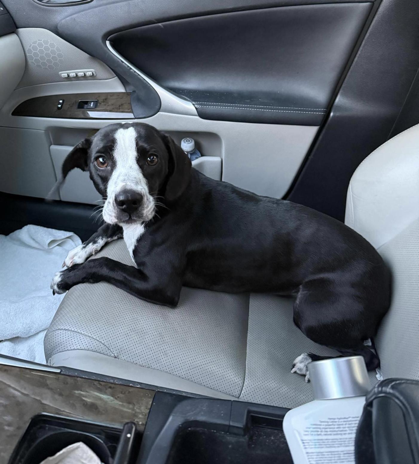 Enlarge Posie, an adopted mixed breed in Mobile, AL image 1/5