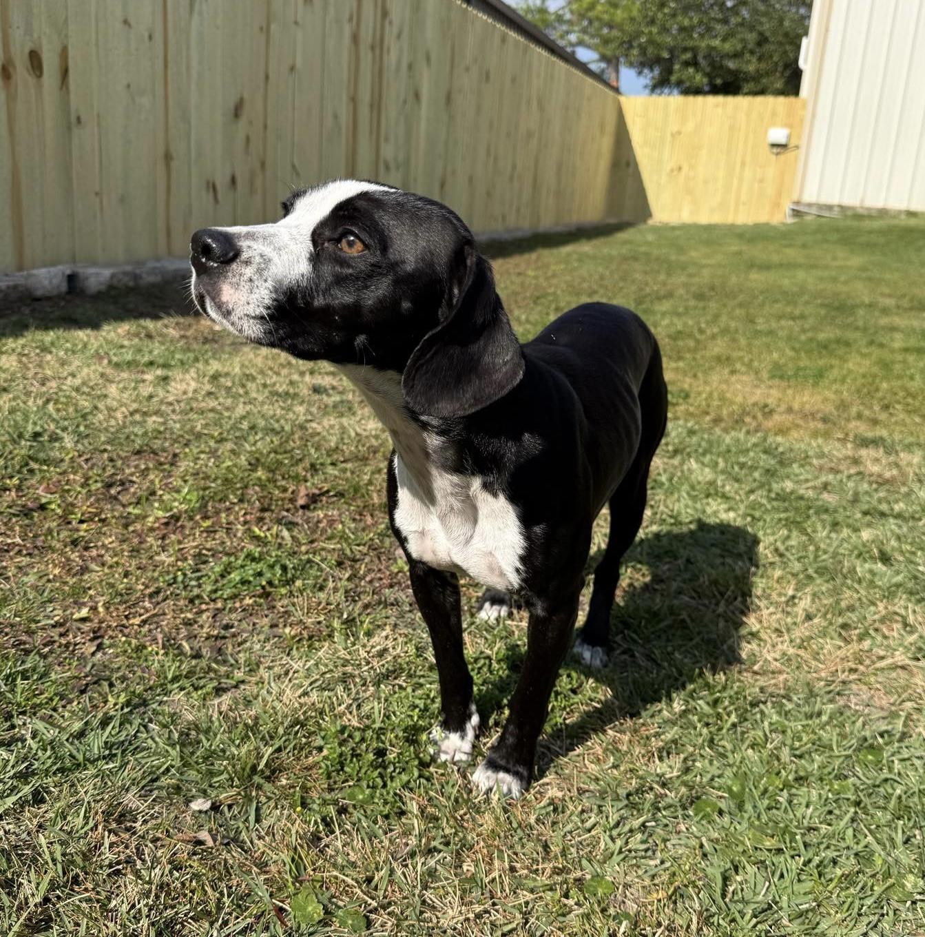 Enlarge Posie, an adopted mixed breed in Mobile, AL image 2/5