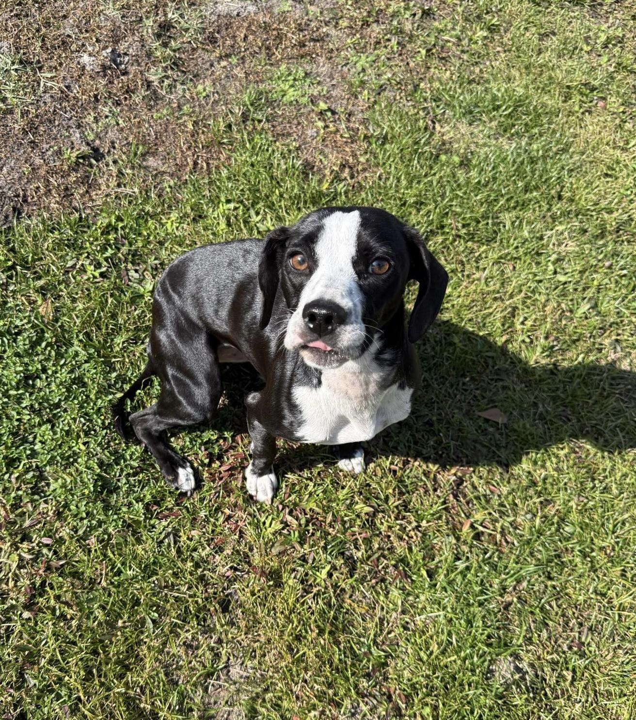 Enlarge Posie, an adopted mixed breed in Mobile, AL image 4/5