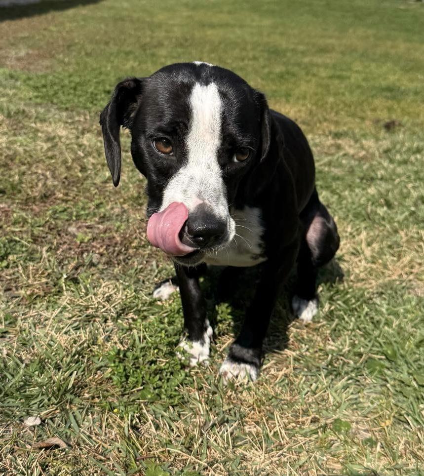 Enlarge Posie, an adopted mixed breed in Mobile, AL image 5/5