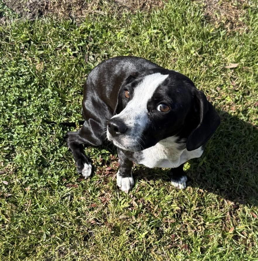 Enlarge Posie, an adopted mixed breed in Mobile, AL image 3/5