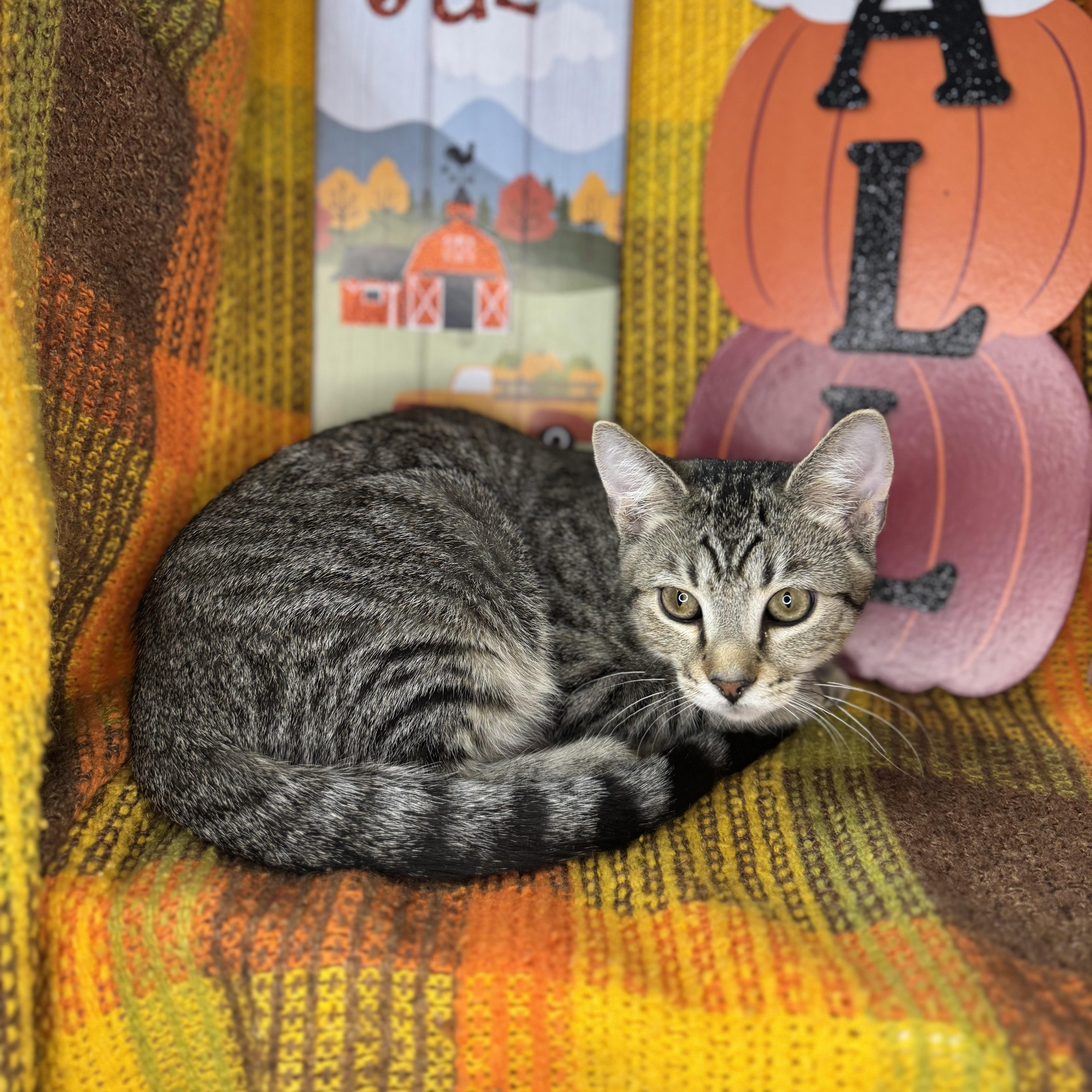 Enlarge Flint, a Adoptable mixed breed in Mount Vernon, IL image 4/6