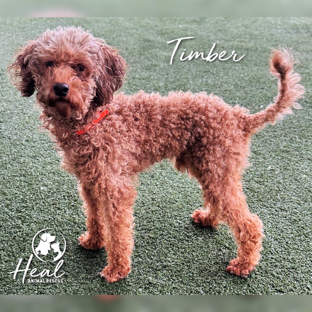 Timber, Adoptable, Young Male Miniature Poodle.