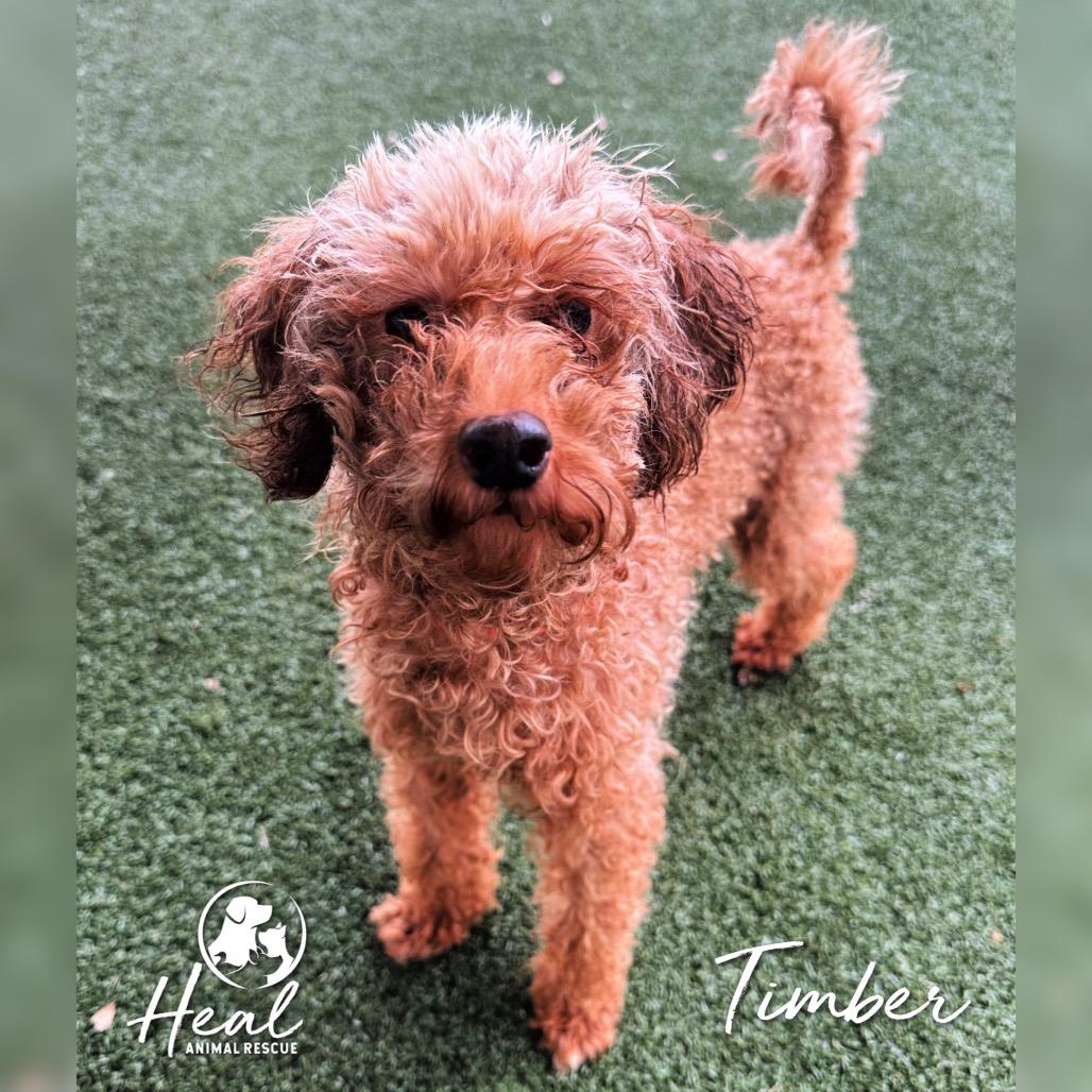 Enlarge Timber, a Adoptable Miniature Poodle in Youngwood, PA image 2/2