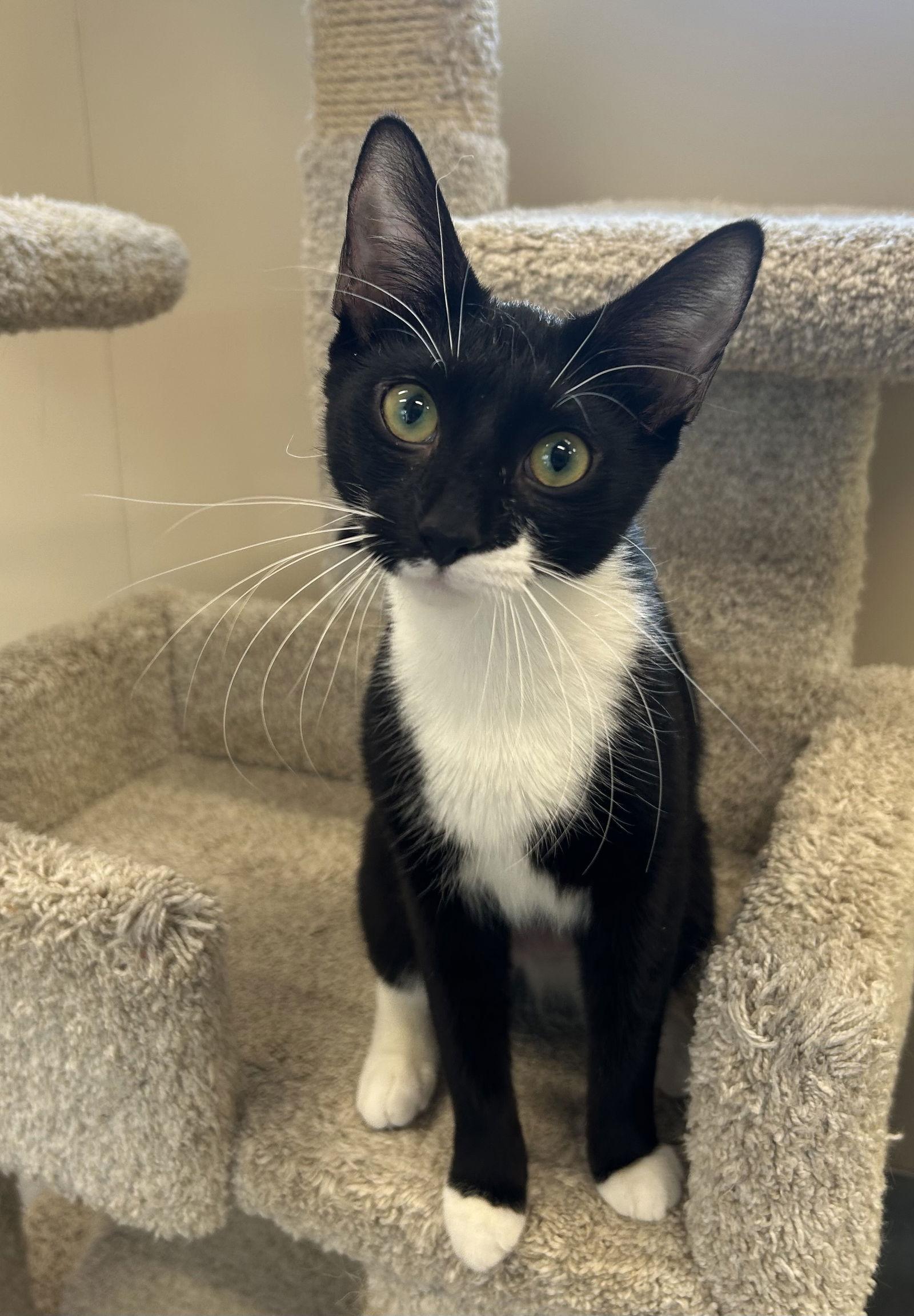 Enlarge Lilith, a Adoptable Domestic Short Hair in Arlington, VT image 2/3