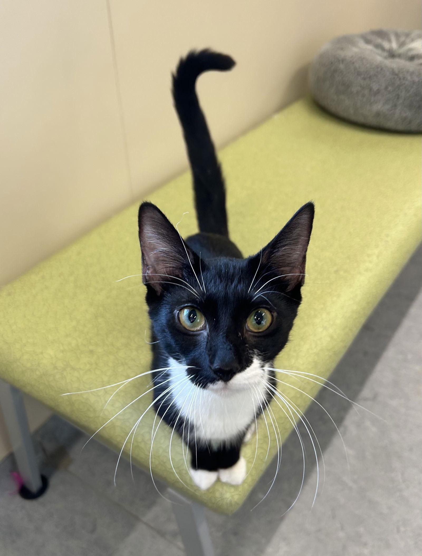 Enlarge Lilith, a Adoptable Domestic Short Hair in Arlington, VT image 3/3