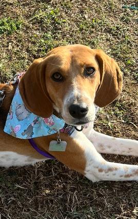 Enlarge Ember, a Adoptable mixed breed in Louisa, VA image 1/6