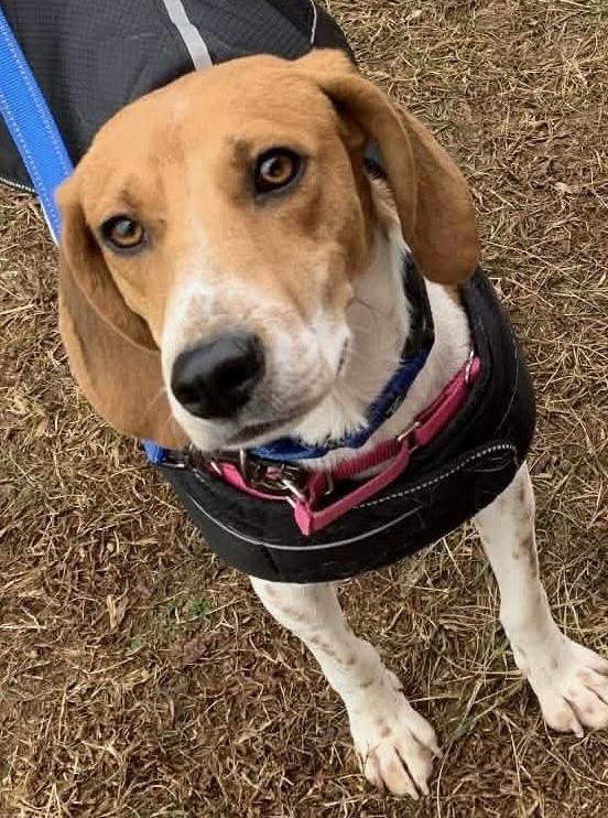 Ember, Adoptable, Adult Female Beagle & Hound.
