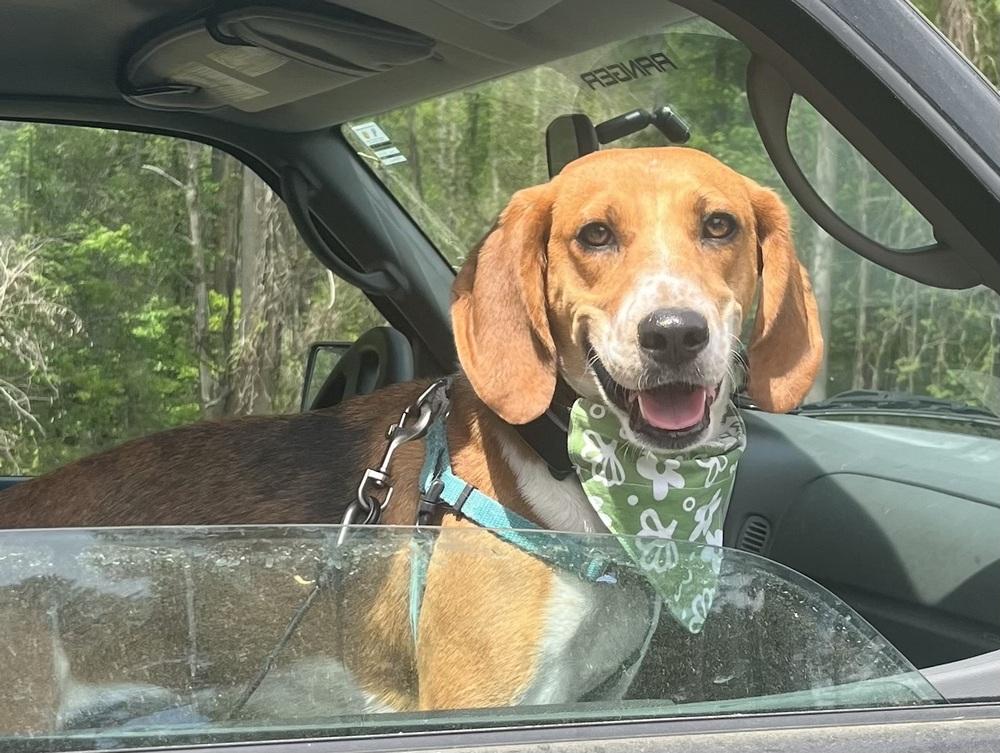 Enlarge Ember, a Adoptable mixed breed in Louisa, VA image 3/5