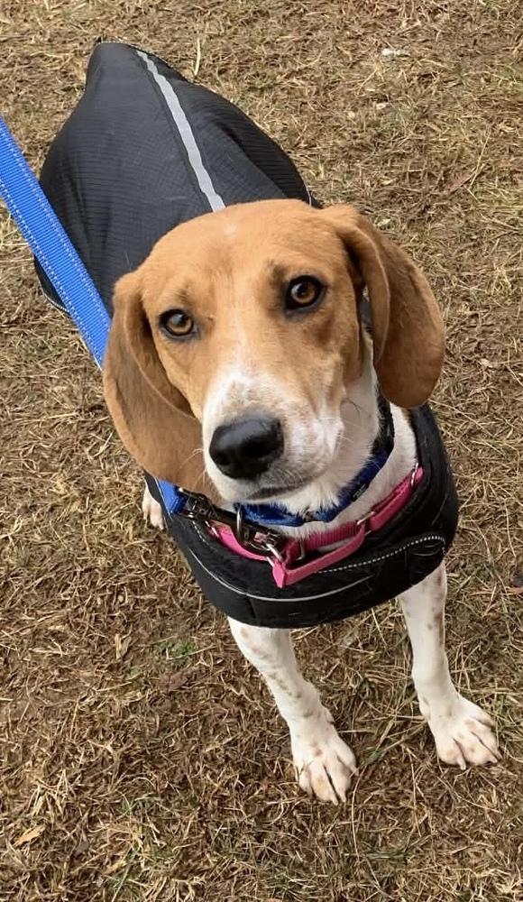 Enlarge Ember, a Adoptable mixed breed in Louisa, VA image 2/5