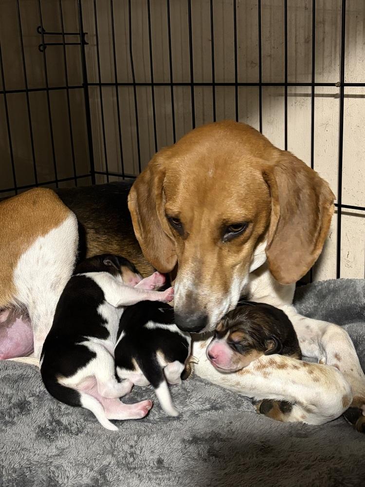 Enlarge Ember, a Adoptable mixed breed in Louisa, VA image 3/5