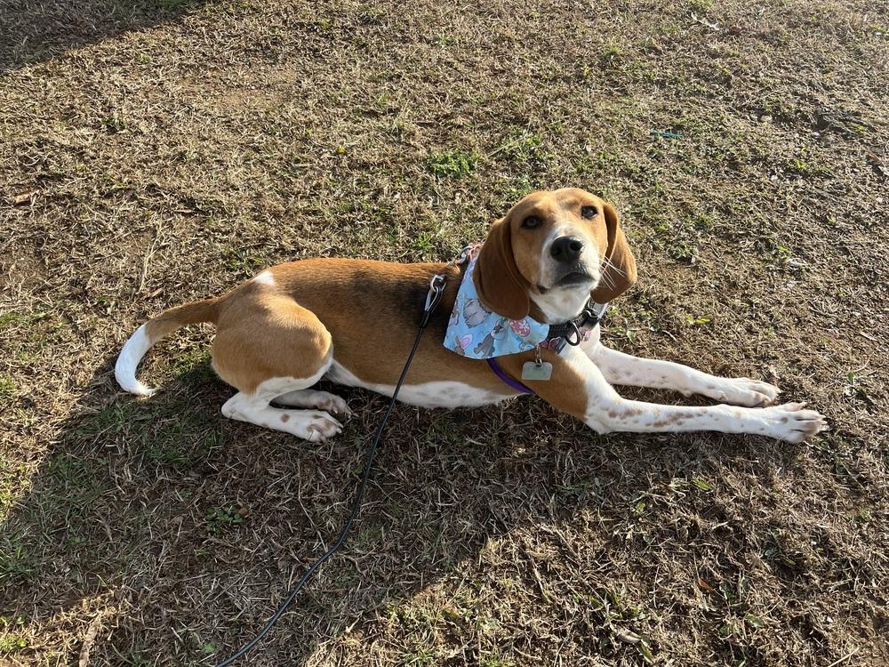 Enlarge Ember, a Adoptable mixed breed in Louisa, VA image 4/6