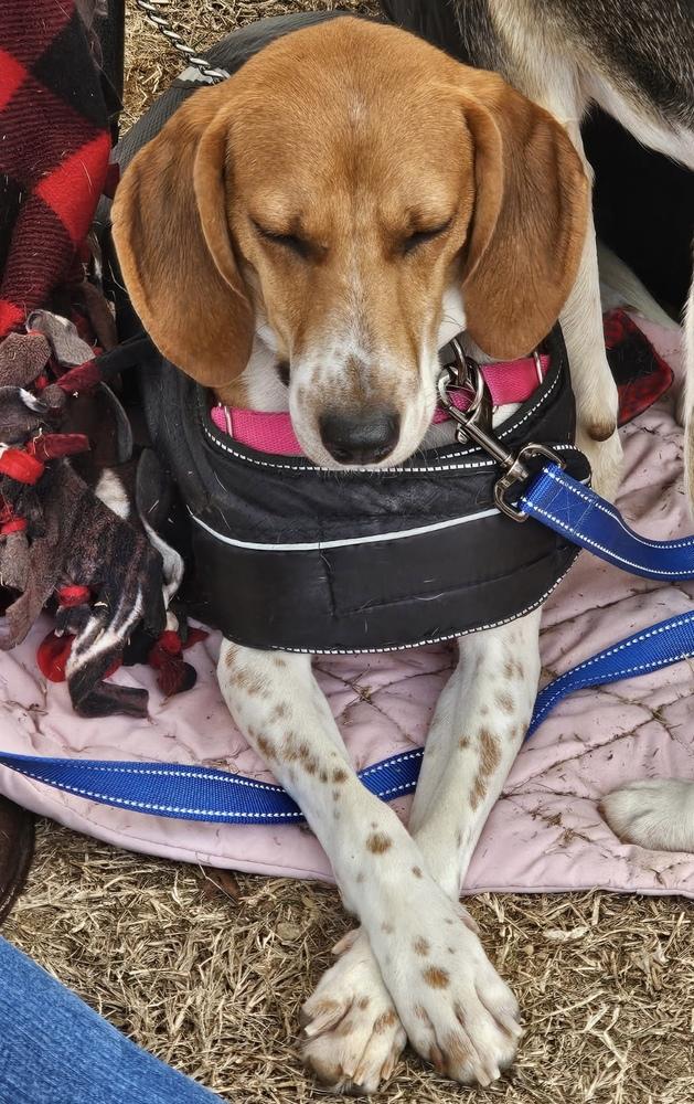 Enlarge Ember, a Adoptable mixed breed in Louisa, VA image 4/5