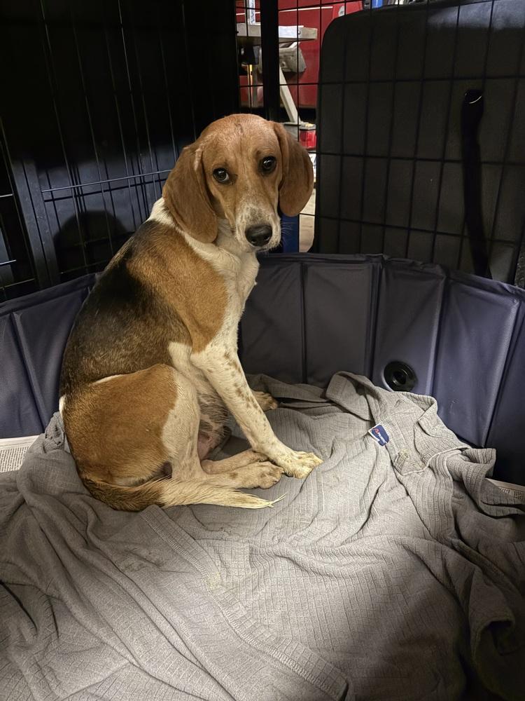 Enlarge Ember, a Adoptable mixed breed in Louisa, VA image 5/5