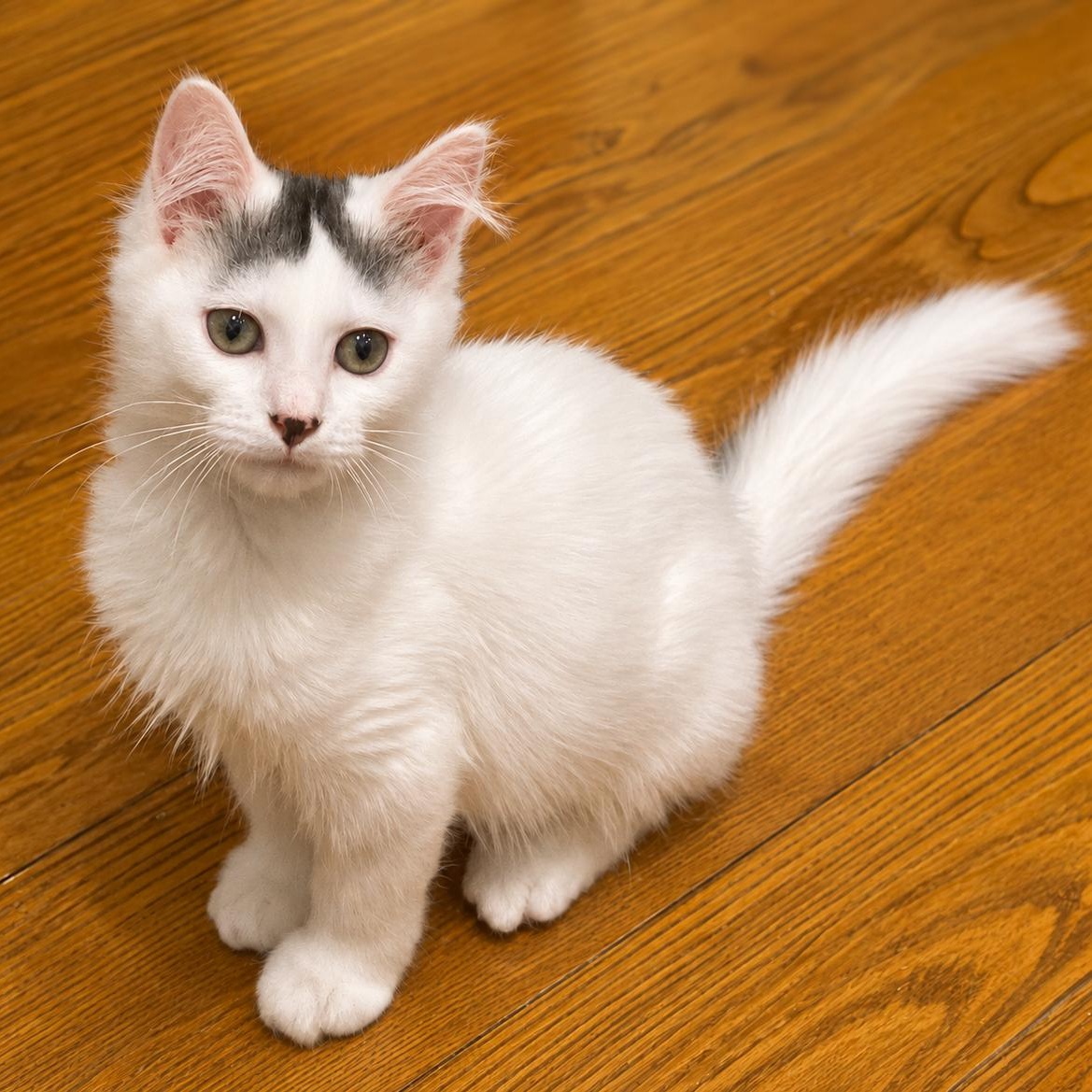 Dipsy, adopted, Kitten Female Domestic Medium Hair.