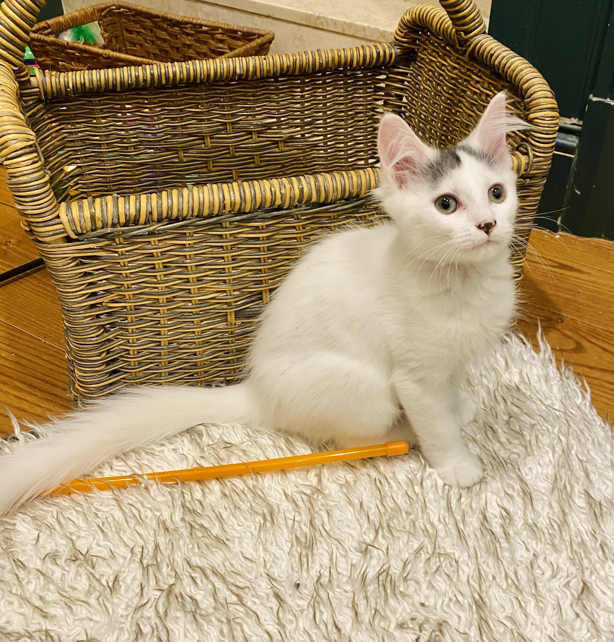 Dipsy, a ADOPTABLE Domestic Medium Hair in Bethel, CT image 5/6