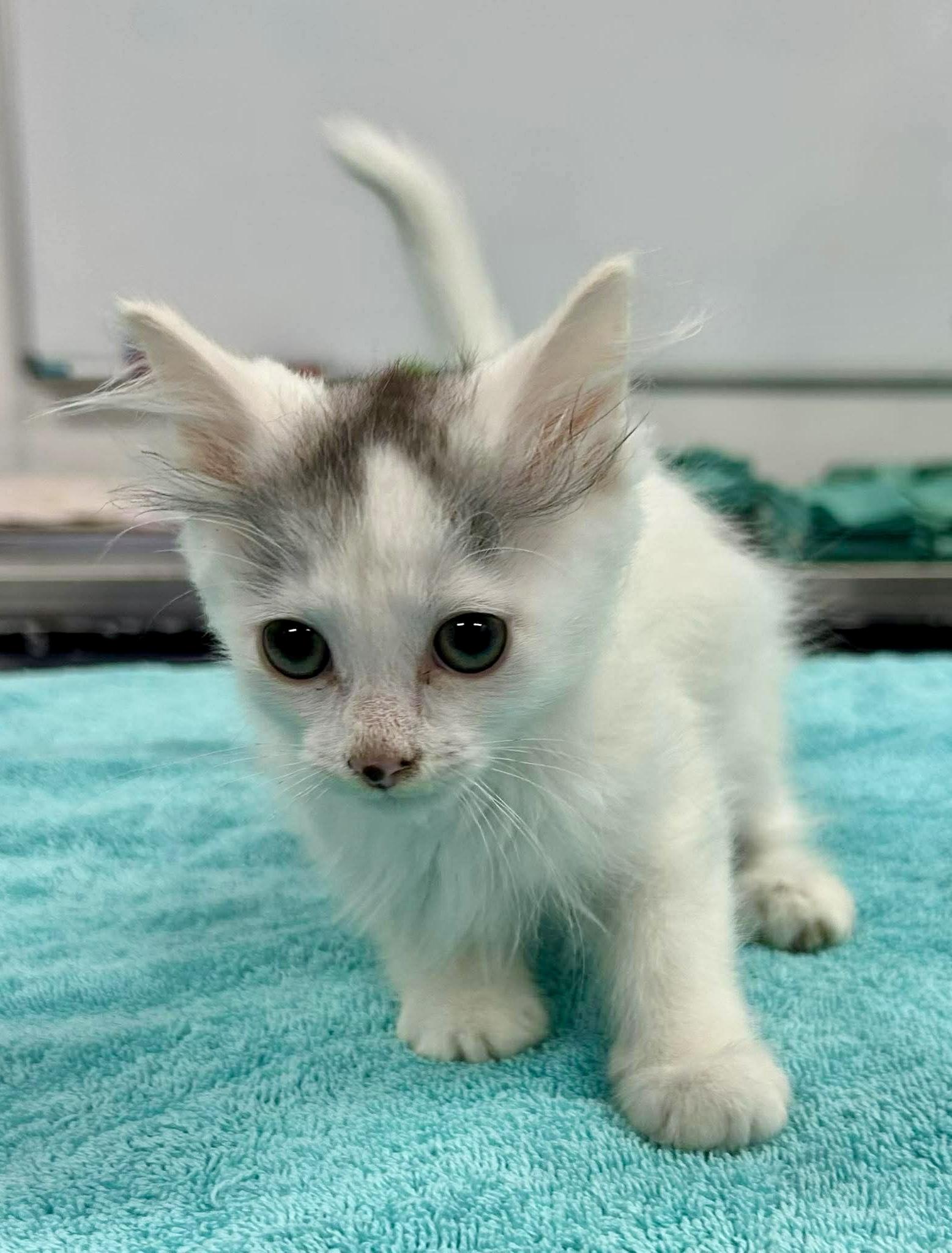 Dipsy, a ADOPTABLE Domestic Medium Hair in Bethel, CT image 4/6