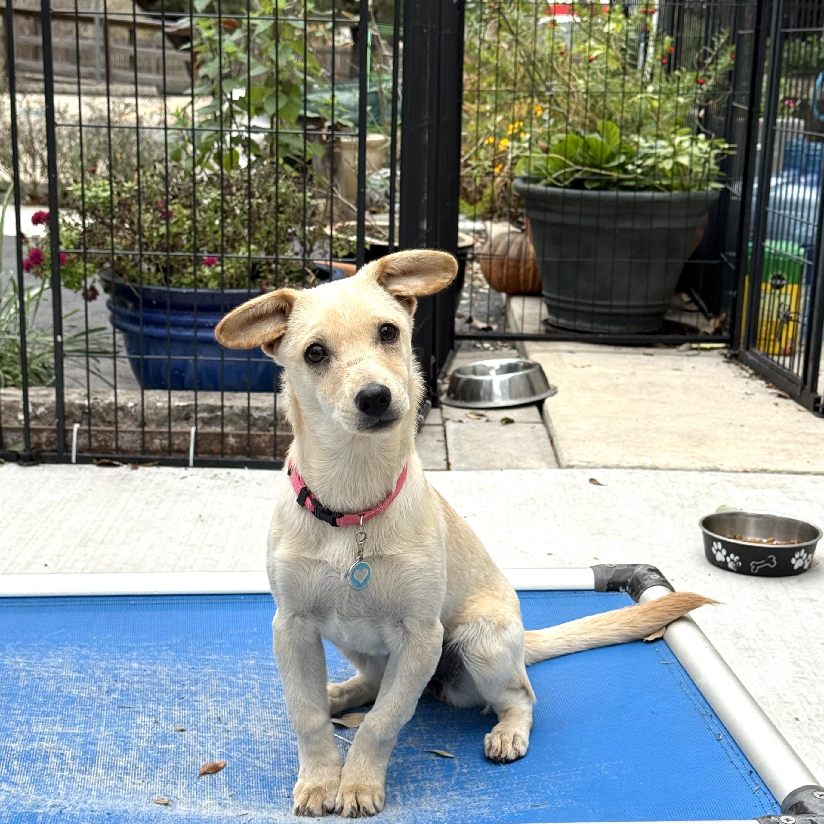 Enlarge Blondie 15 pounds of joy. , a Adoptable mixed breed in Lockhart, TX image 2/5