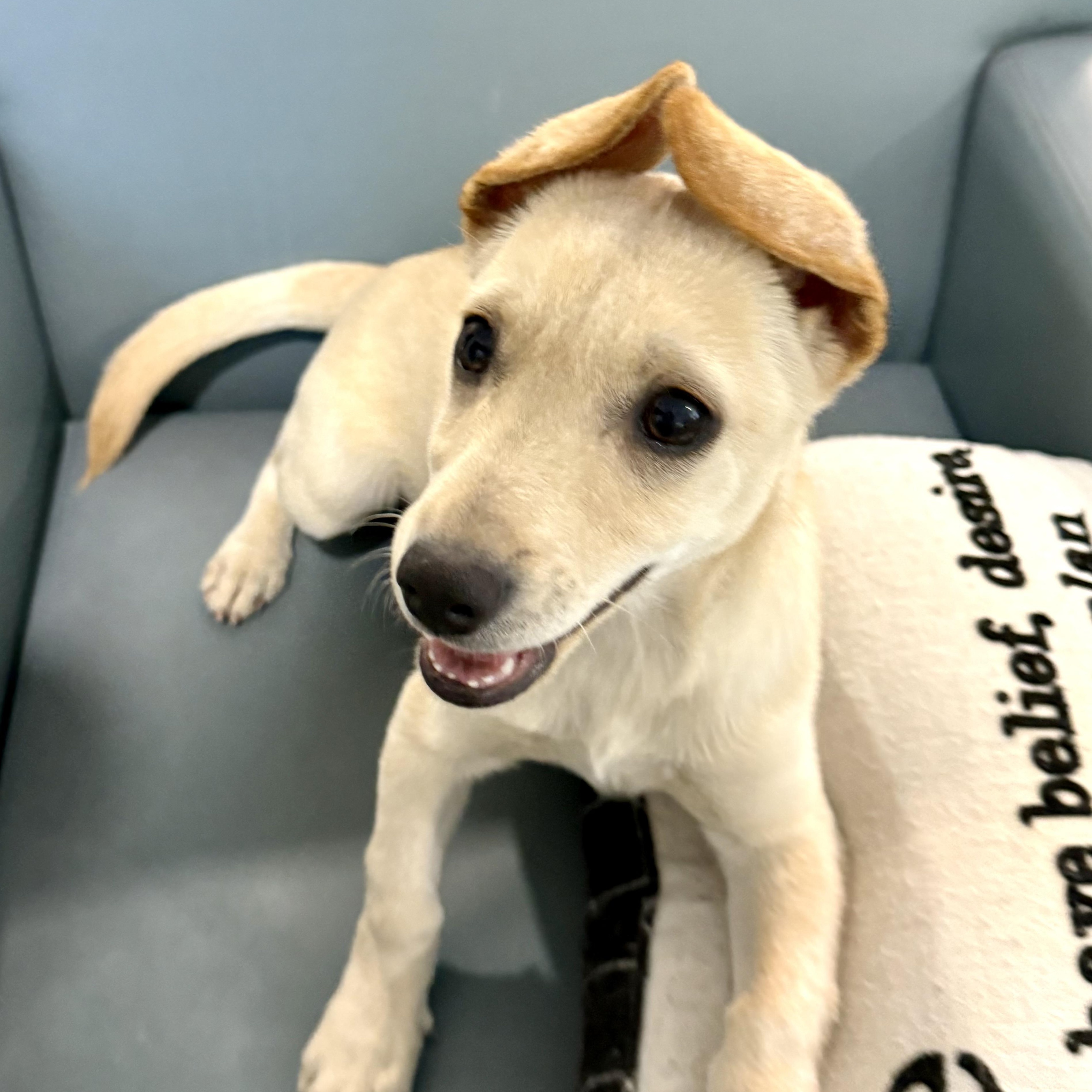 Enlarge Blondie 15 pounds of joy. , a Adoptable mixed breed in Lockhart, TX image 4/5
