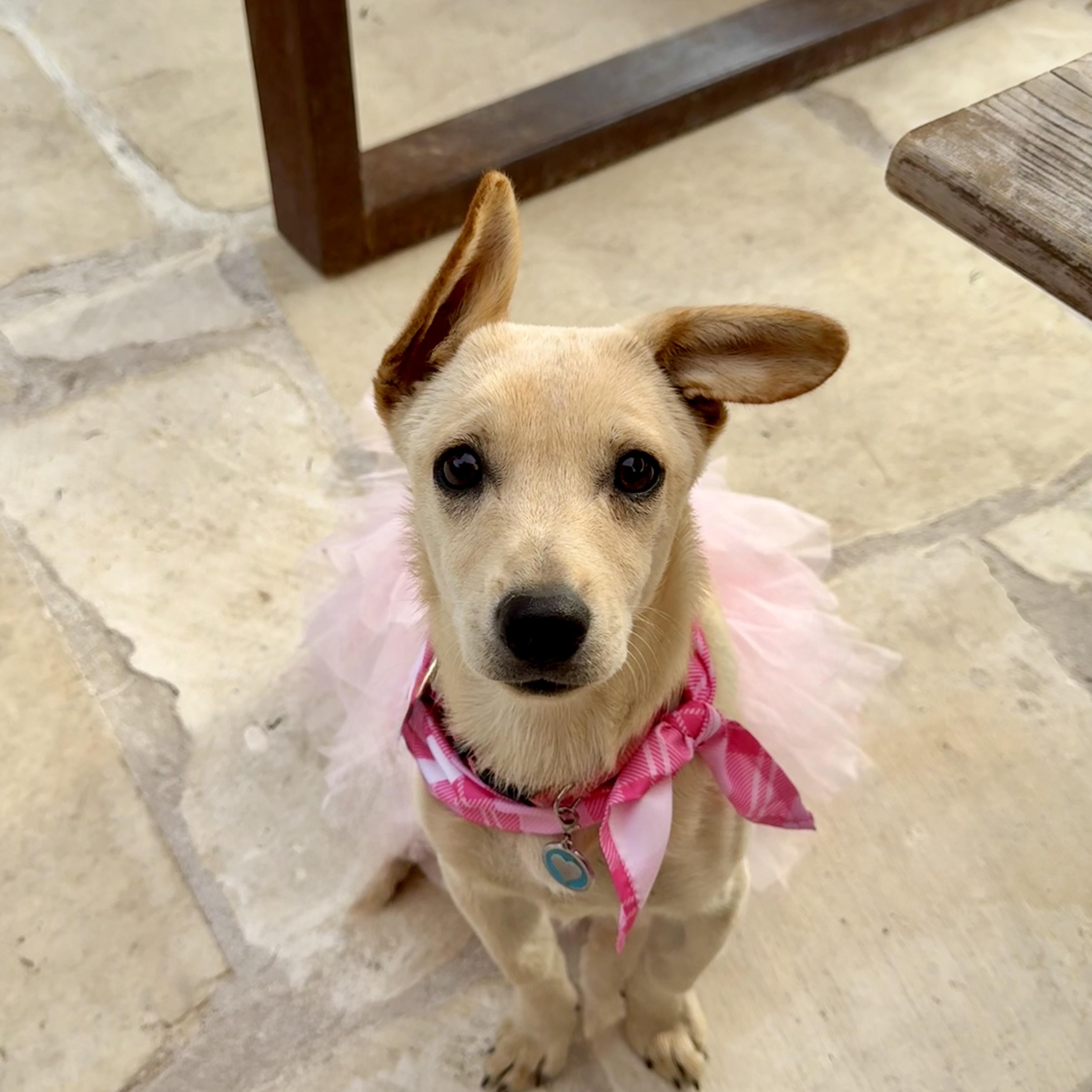 Blondie 15 pounds of joy. , Adoptable, Puppy Female Chihuahua.
