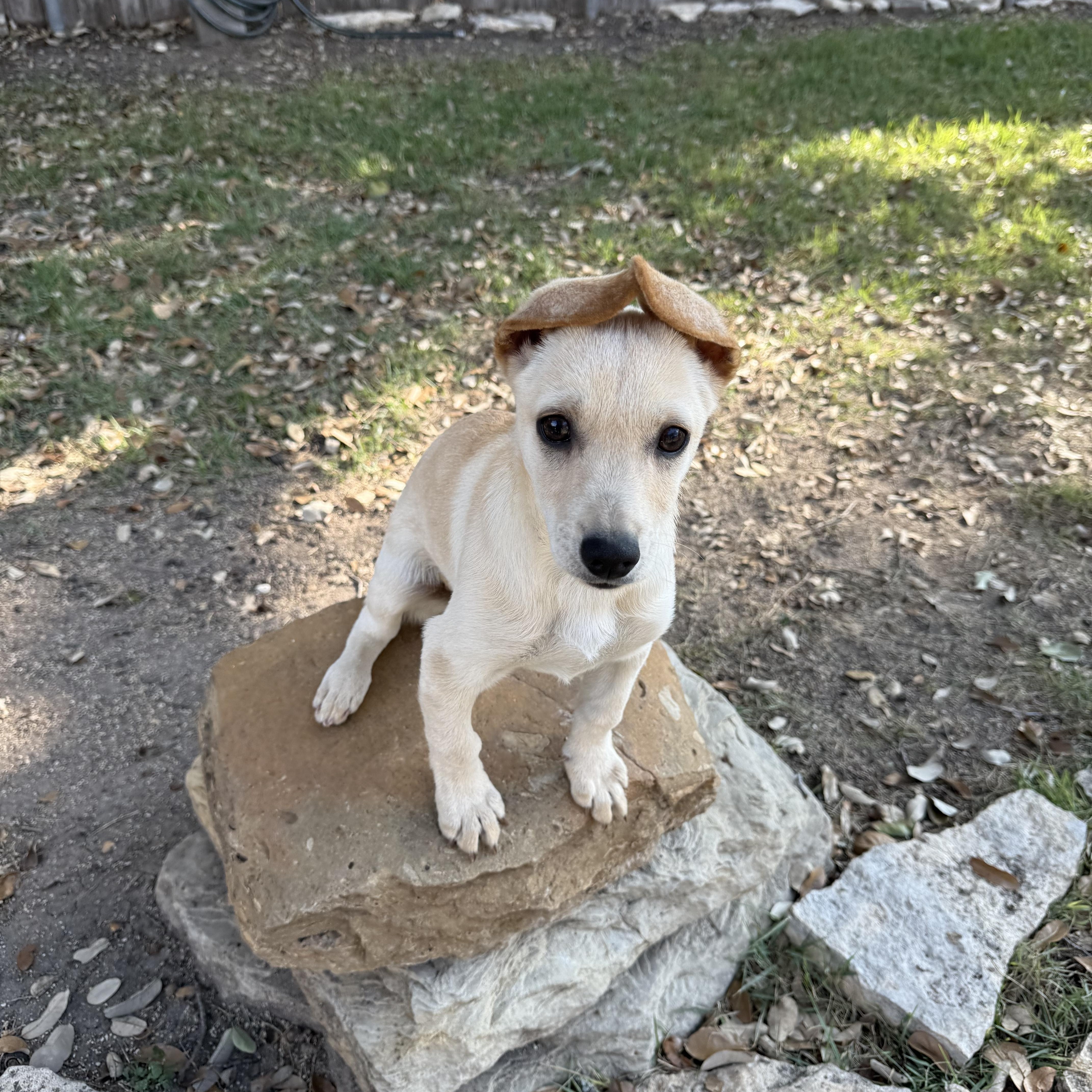 Enlarge Blondie 15 pounds of joy. , a Adoptable mixed breed in Lockhart, TX image 3/5