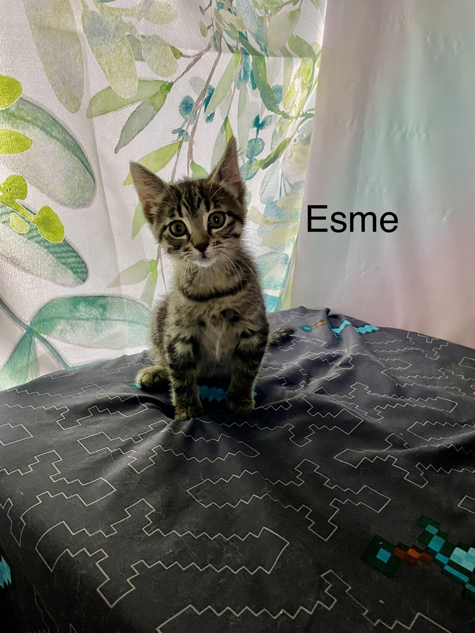 Esme, adopted, Kitten Female Domestic Short Hair.