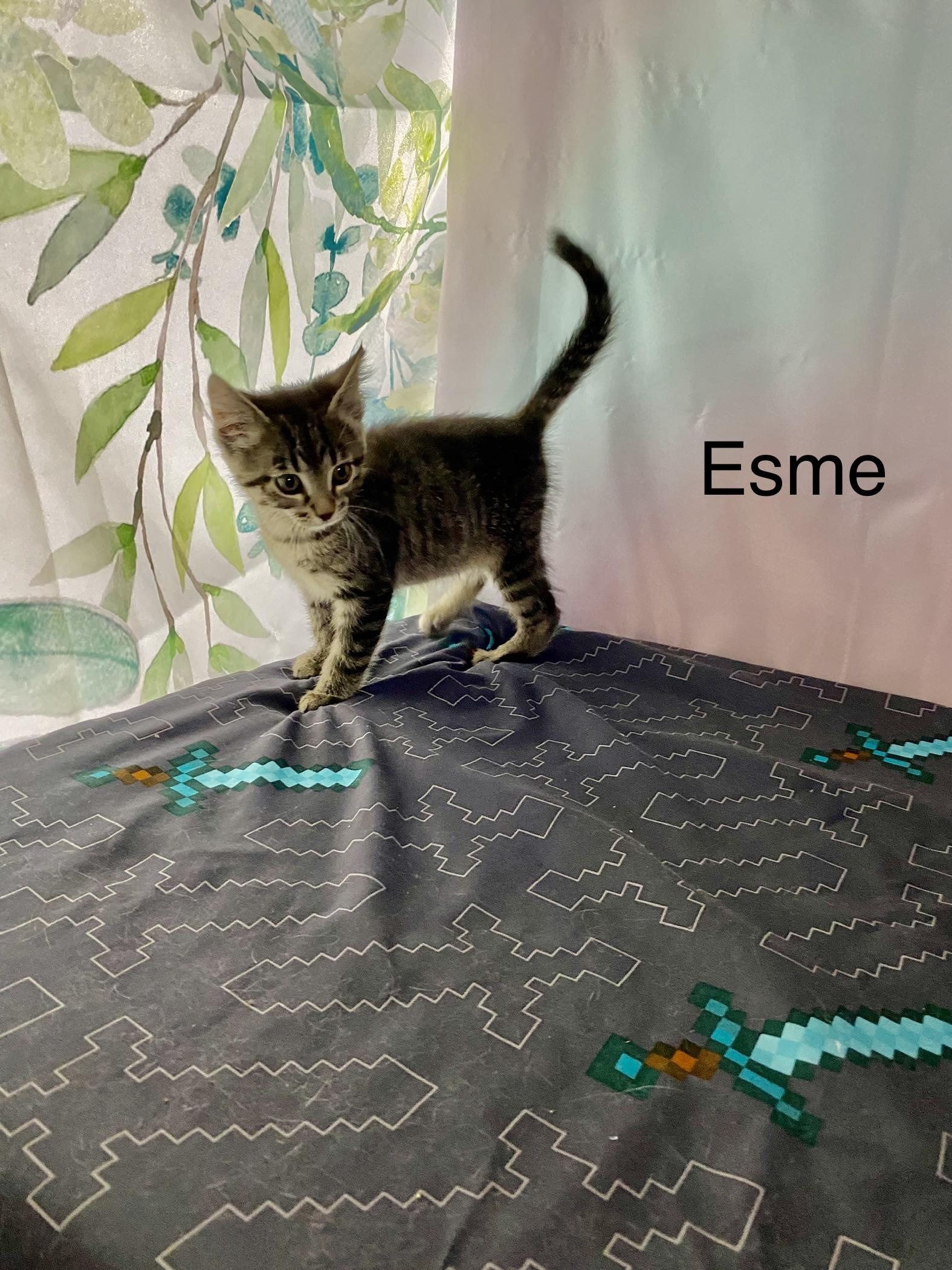 Esme, an adopted Domestic Short Hair in Macomb, MI image 2/2