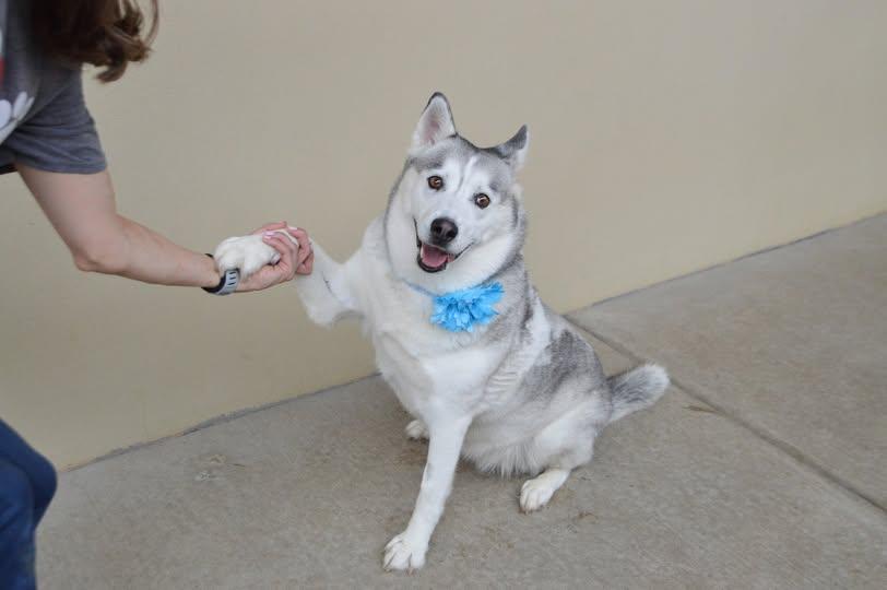 Luna, Adoptable, Adult Female Husky.