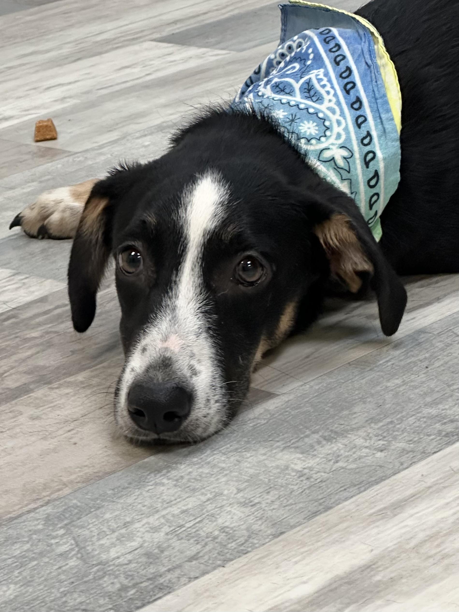 Enlarge Wheatley, a ADOPTABLE mixed breed in Lufkin, TX image 5/5