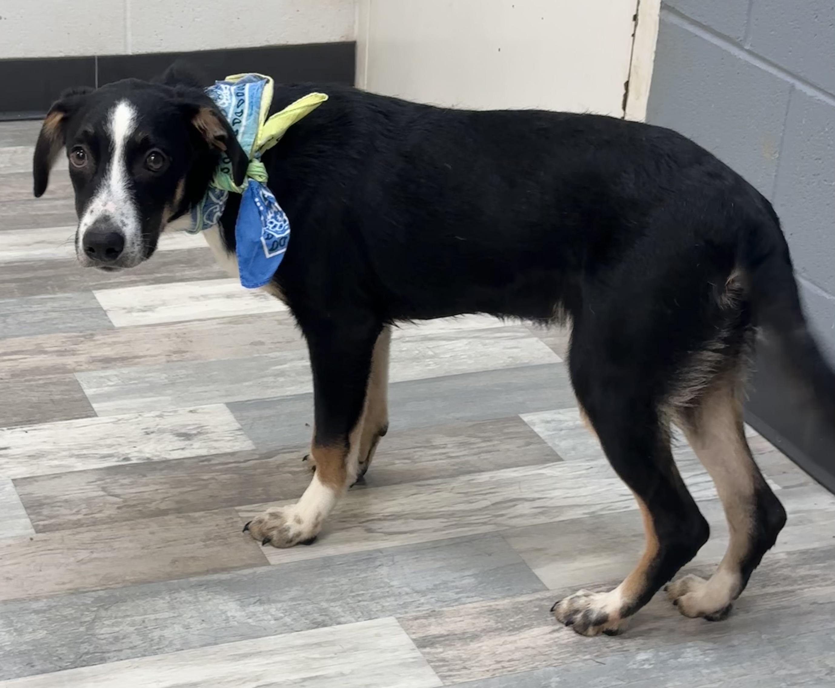 Enlarge Wheatley, a ADOPTABLE mixed breed in Lufkin, TX image 4/5