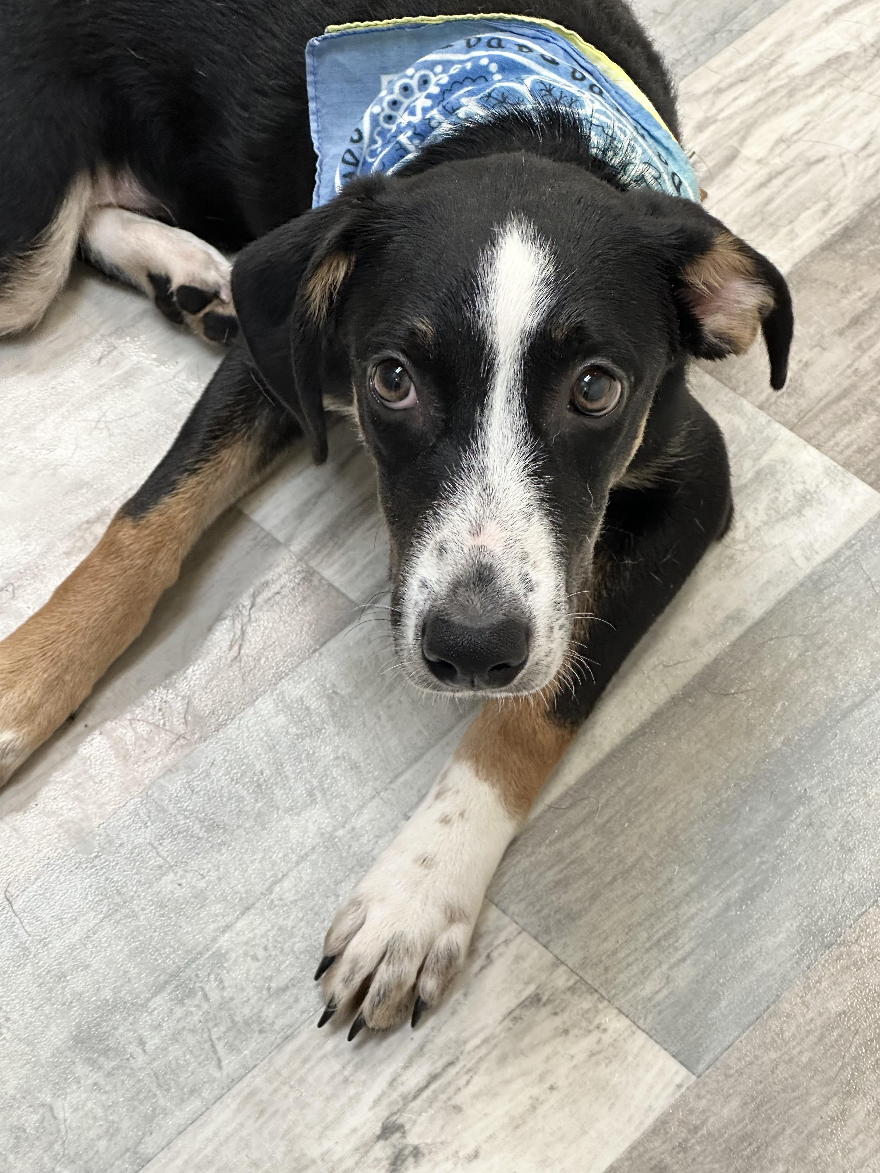 Enlarge Wheatley, a ADOPTABLE mixed breed in Lufkin, TX image 2/5