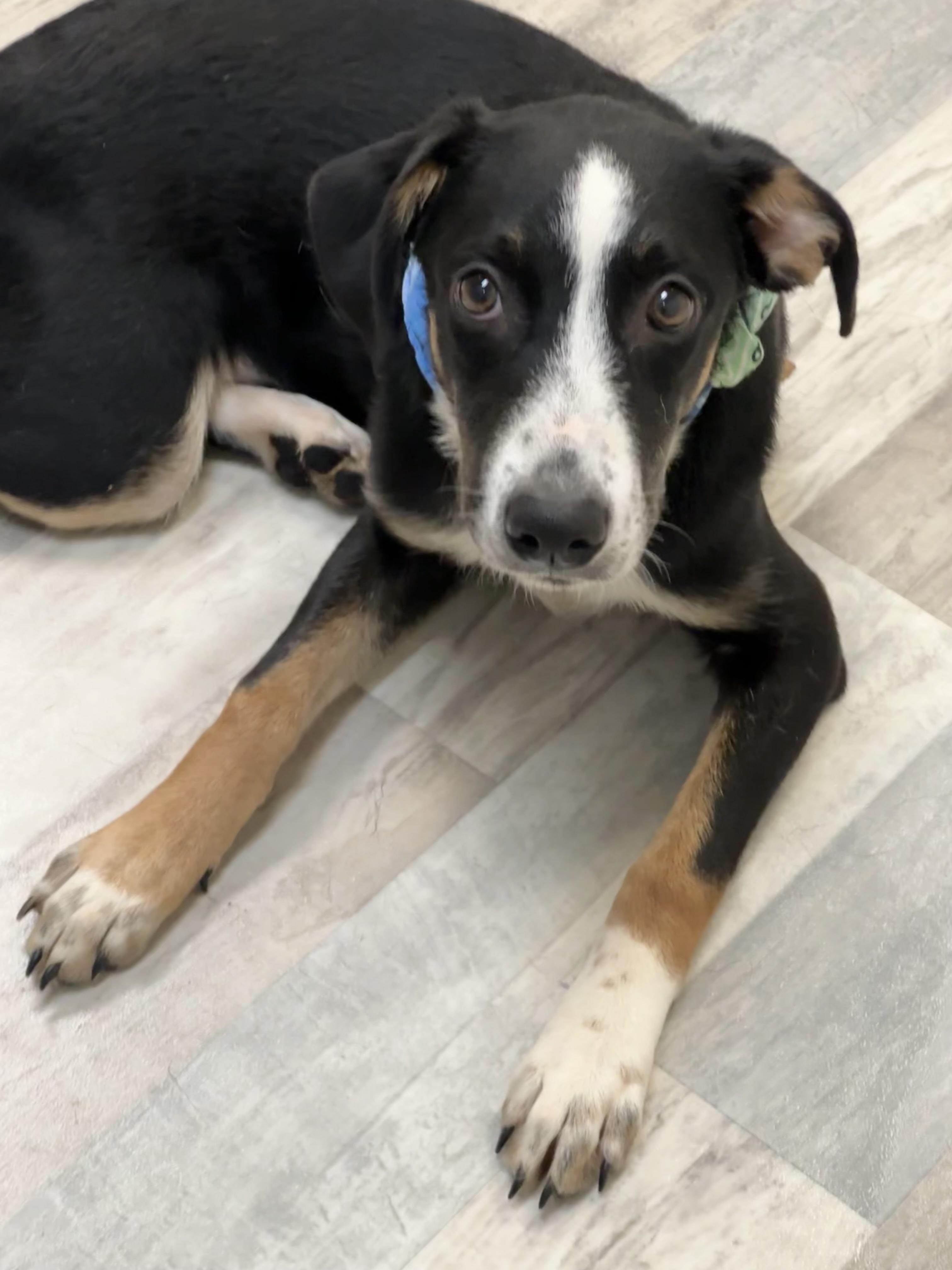 Enlarge Wheatley, a ADOPTABLE mixed breed in Lufkin, TX image 1/5