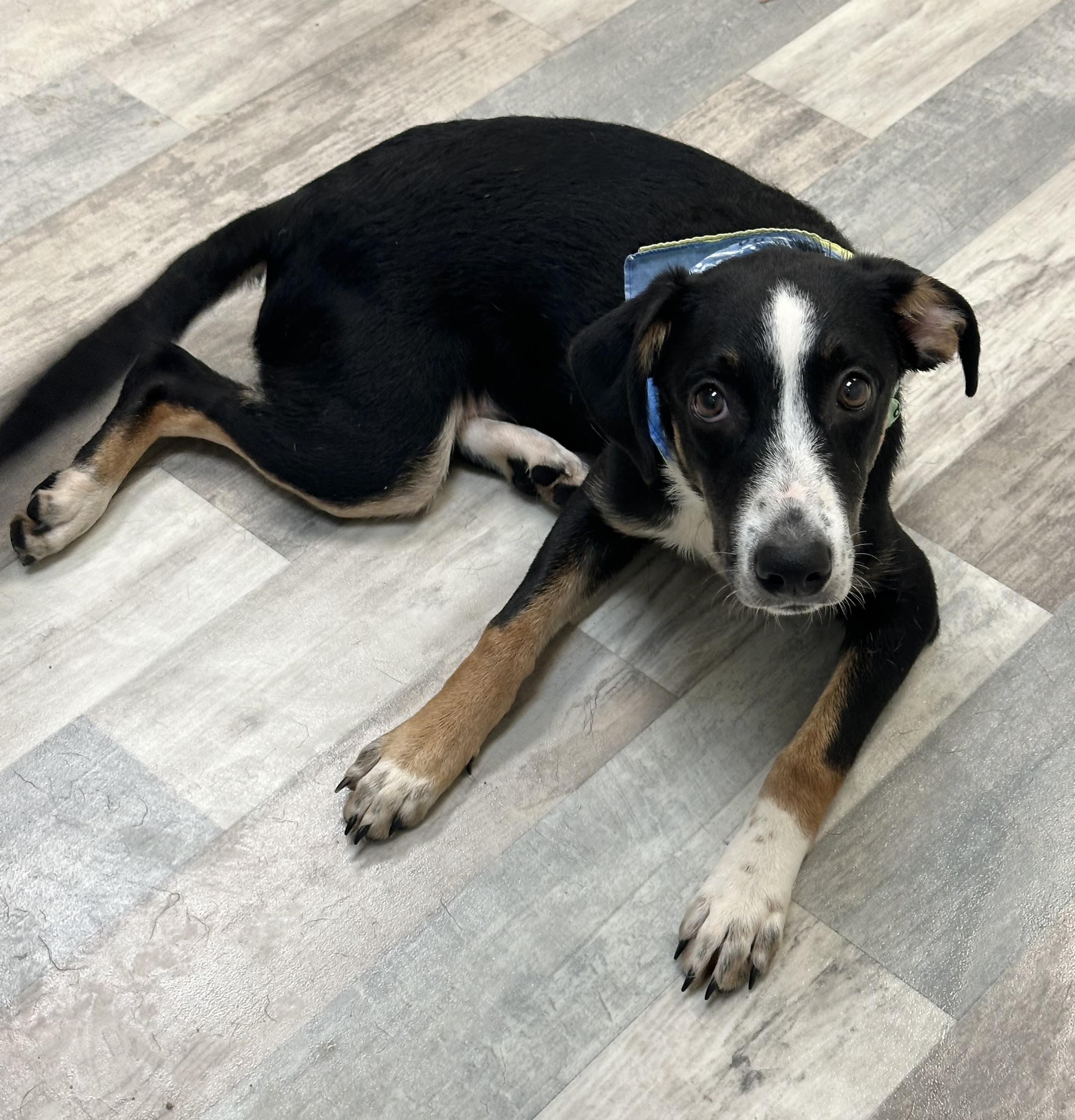 Enlarge Wheatley, a ADOPTABLE mixed breed in Lufkin, TX image 3/5