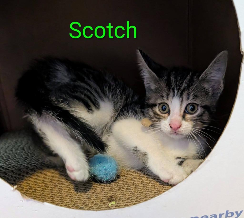 Scotch, Adoptable, Kitten Male Domestic Short Hair.