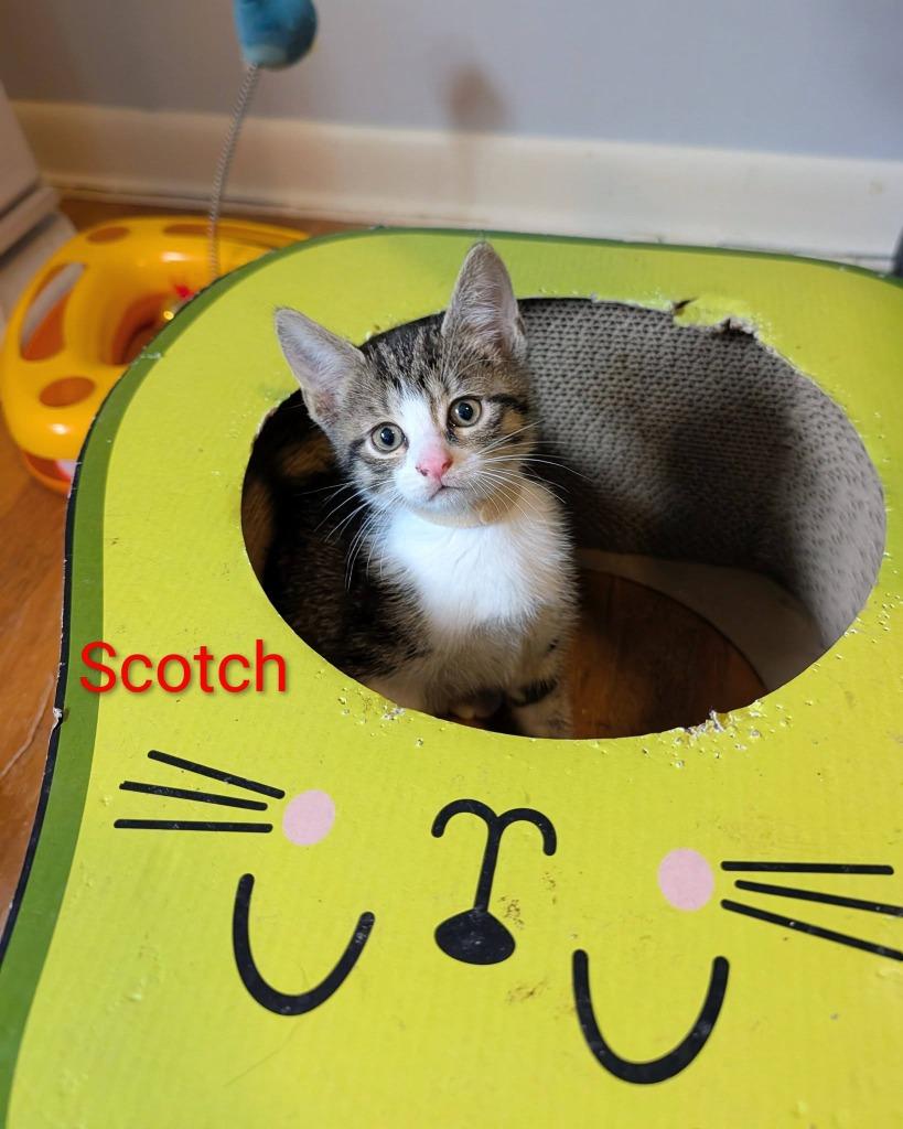 Scotch, a Adoptable mixed breed in Kettering, OH image 2/3