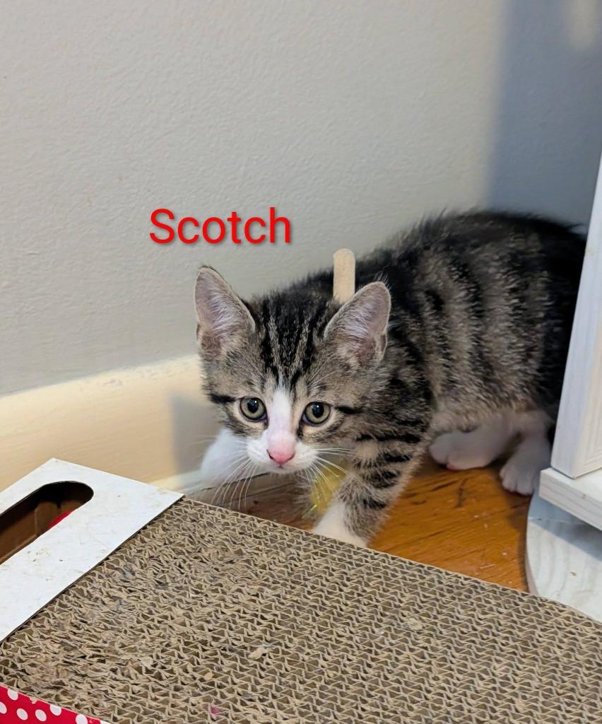 Scotch, a Adoptable mixed breed in Kettering, OH image 3/3