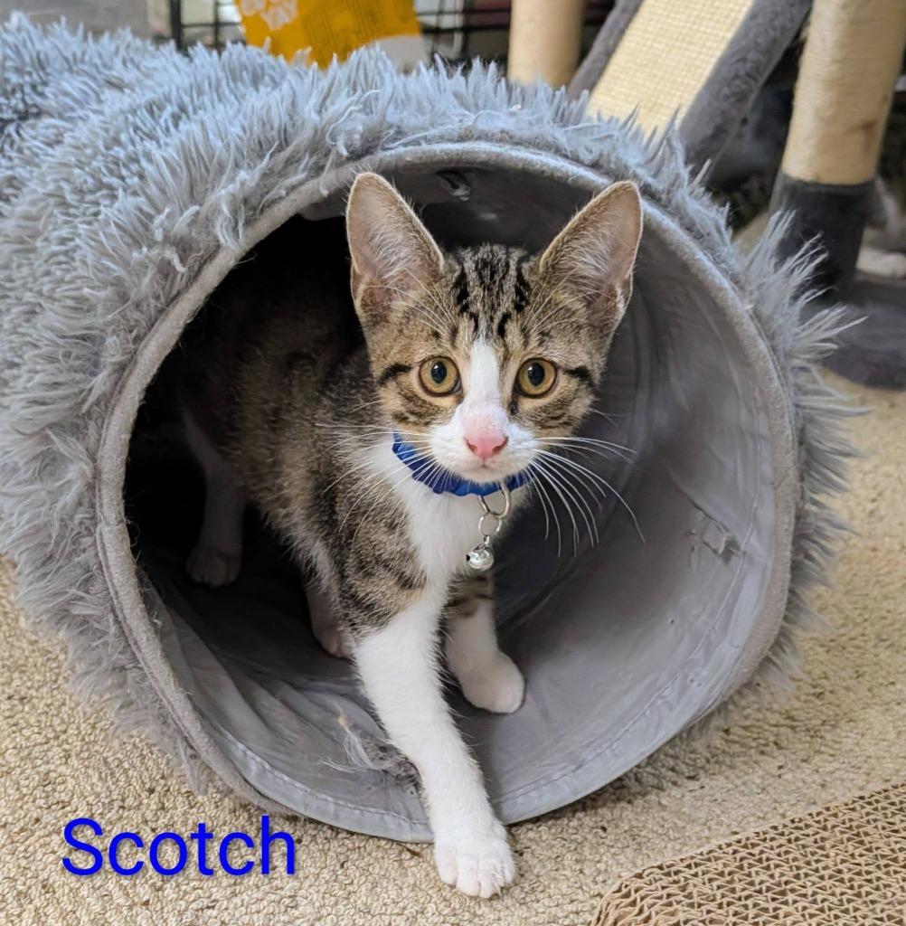 Enlarge Scotch, a Adoptable mixed breed in Kettering, OH image 3/3