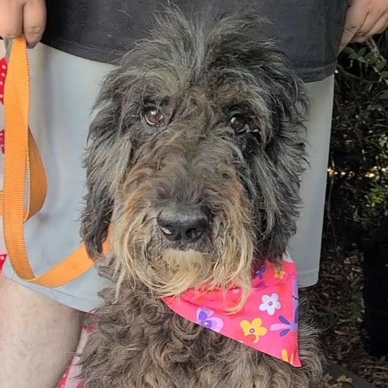 Dixie Doodle, Adopted, Adult Female Labradoodle.