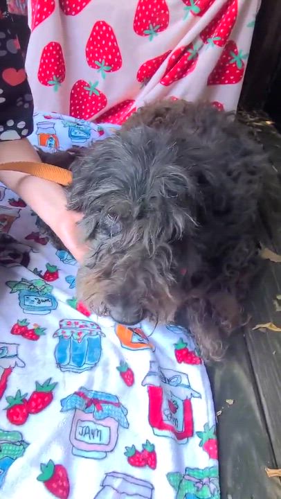 Enlarge Dixie Doodle, a Adopted mixed breed in Woolwich, ME video 2/2
