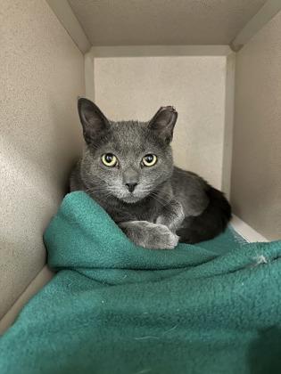 Poptart, Adoptable, Adult Male Domestic Short Hair & Domestic Short Hair.