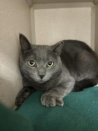 Enlarge Poptart, a Adoptable mixed breed in Quakertown, PA image 2/3