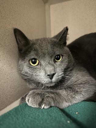 Enlarge Poptart, a Adoptable mixed breed in Quakertown, PA image 3/3