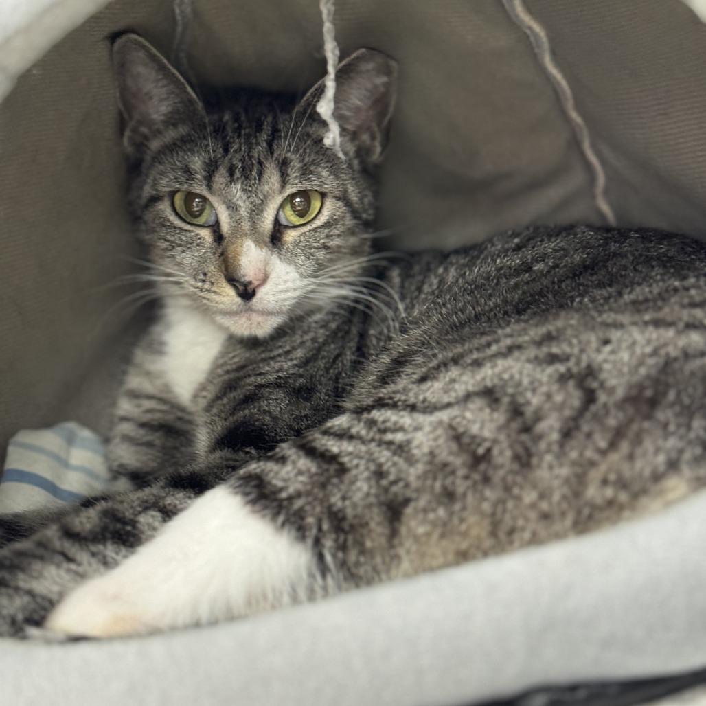 Meow-Meow, Adoptable, Young Male Domestic Short Hair.