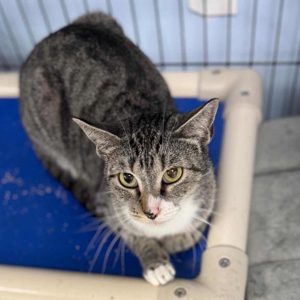 Enlarge Meow-Meow, a Adoptable Domestic Short Hair in Miami, FL image 2/5