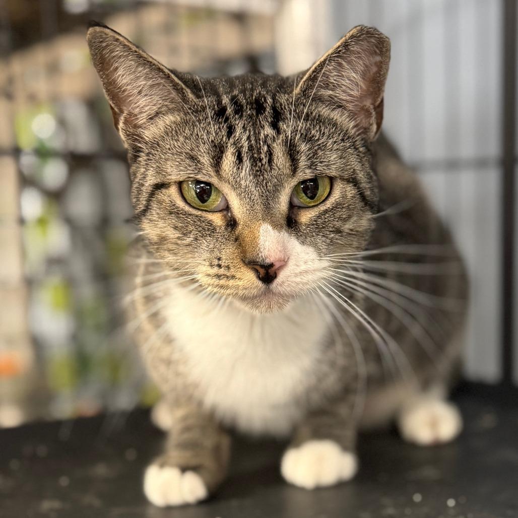 Enlarge Meow-Meow, a Adoptable Domestic Short Hair in Miami, FL image 4/5