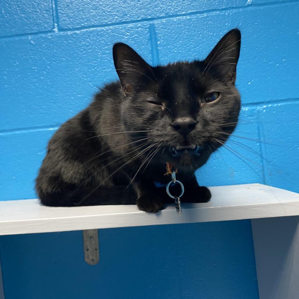 Rouge, Adoptable, Adult Male Domestic Medium Hair.