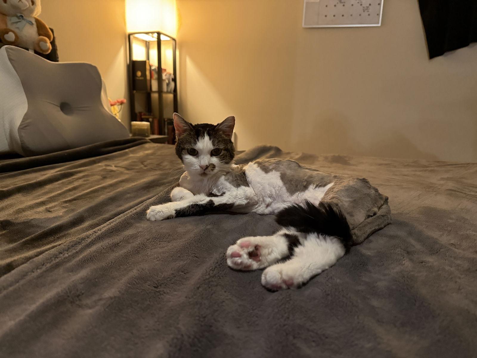 Holly, Adoptable, Senior Female Domestic Medium Hair.